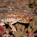 Helmethead gecko (Tarentola chazalia) Garry Smith